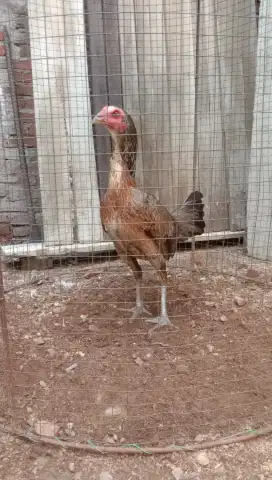 Ayam mangon betina