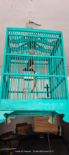Burung kutilang
