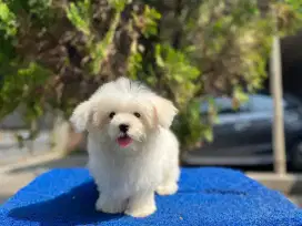Maltipo betina cakep mirip maltese