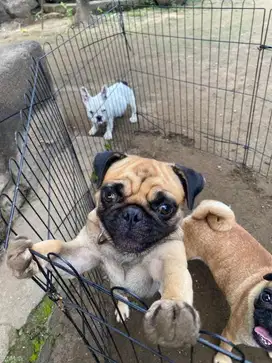 Pug jantan 2tahun murah