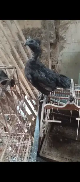 Jual borongan ayam cemani kualitas super hitam