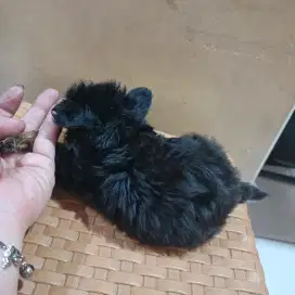Jual anak dogi usia tiga bulan campuran