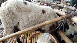 Jual hewan qurban domba nego 2 jt an