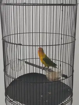 Jual  burung LB