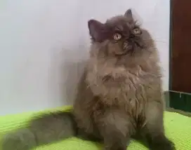 Persia flatnose longhair