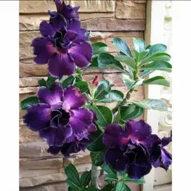 Tanaman Hias -  Adenium  Bunga  Ungu  Bonggol  Besar