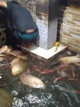 Ikan Hias Gurame Gurami Padang Jumbo