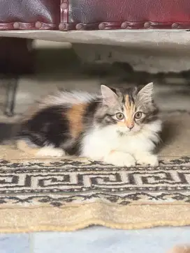 KUCING PERSIA CALICO