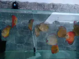 DISKUS SIZE 10 CM