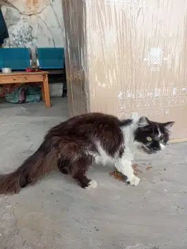 Indukan kucing anggora betina murah meriah