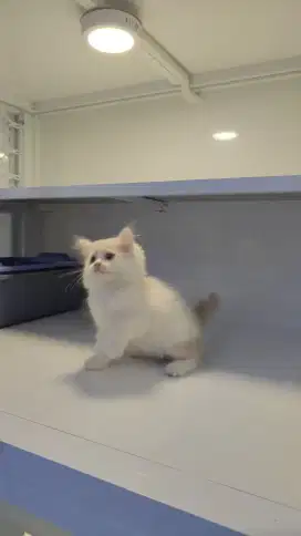 Kucing kitten ras persia