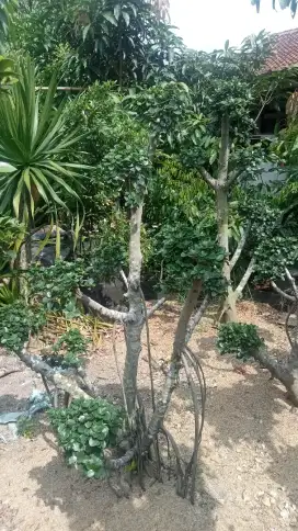 Jual pohon bonsai bringin mikro berbagai jenis ukuran