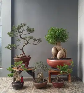 Bonsai hias 5 pohon siap pajang