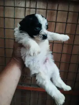 3ekor1induk zipho x poodle