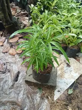 Jual pohon zodiak/pohon anti nyamuk
