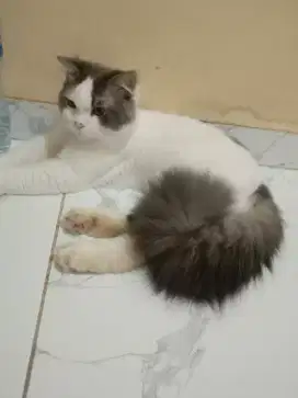 Kucing persia mixdom