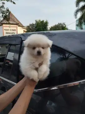 Minipom. 1.5 bln