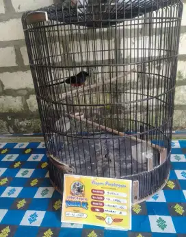 Murai medan prestasi