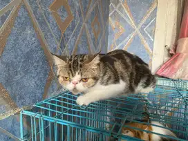 kucing semi peaknose sehat gembul