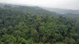 Dijual Murah Tanah 3,7 ha Kebun Durian Cengkeh Kiarapedes Purwakarta
