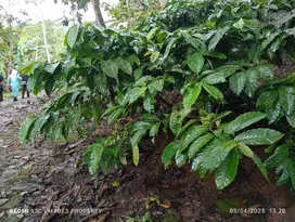 DIJUAL KEBUN KOPI 56 HEKTAR SIAP PANEN DI TEMANGGUNG