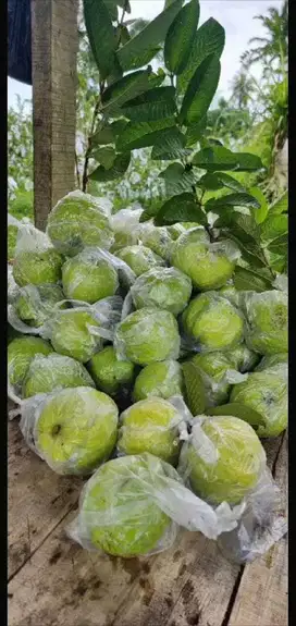 TANAH KEBUN BERNILAI.KEBUN JAMBU KRISTAL SEKITAR 20MENIT TOL