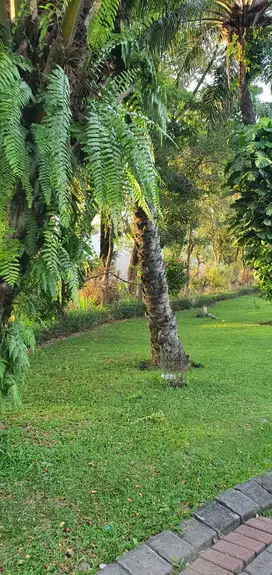 Tanah Pakuwon Indah Siap Bangun Strategis Imperial Golf Surabaya Barat