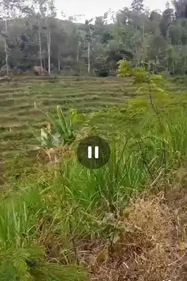 Dijual tanah perkebunan murah Wonosalam, Jombang