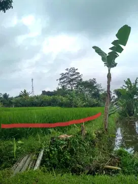 Tanah View Merapi di Pakem jl Kaliurang km. 17