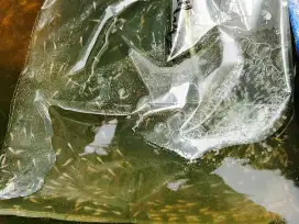 Bibit larva benih ikan nila untuk pakan predator