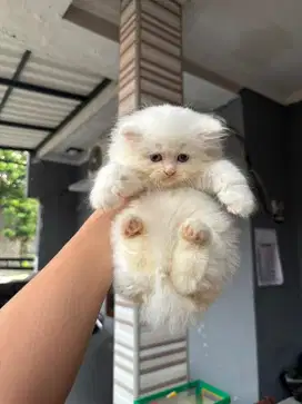 Kucing persian betina