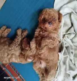 Anakan Poodle Pure
