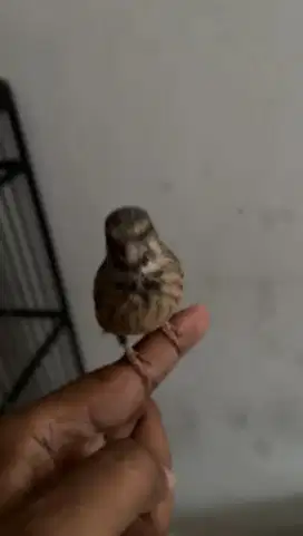 Burung Blackthroat