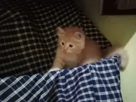 kitten Persia longhair