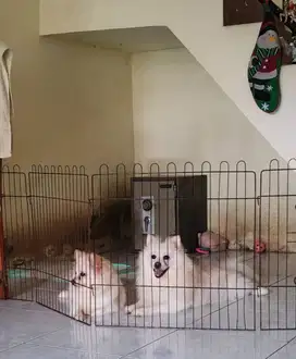 Anjing Pomeranian
