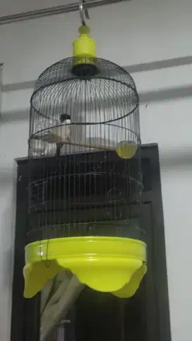 Burung cendet, pentet