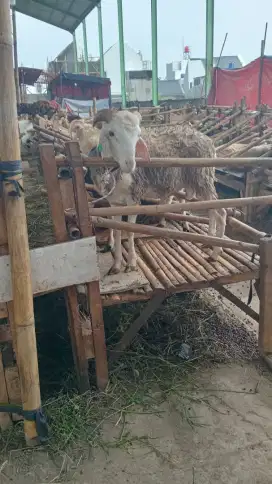 Jual Domba untuk hewan Qurban.
