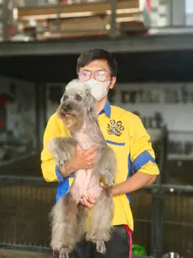 Salon anjing bogor