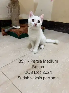 Kucing BSH Mix Persia
