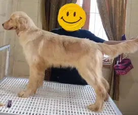 Anjing Golden Retriever Betina