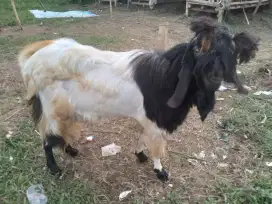 Kambing jawa etawa