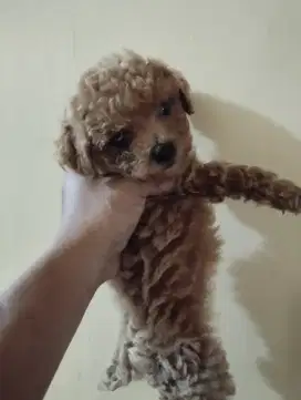 Poodle induk dan anak