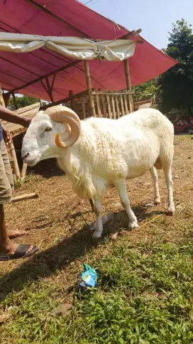 Domba garut pedaging