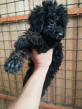 Poodle phantom induk dan anak