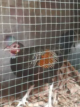 Ayam hutan hijau jinak jengger tebal