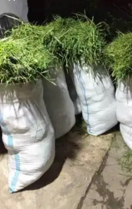 Rumput pakan ternak