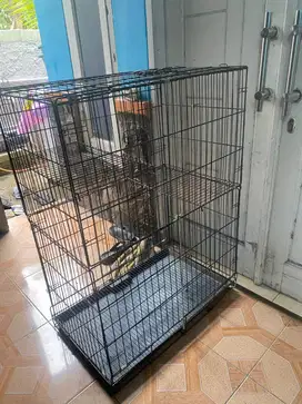 Kandang kucing tingkat