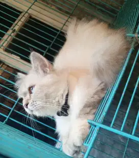 Kucing mix ragdoll