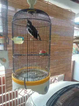 Burung jalak suren jawa dan malaysia