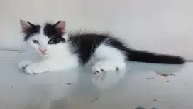 Kitten Persia Medium